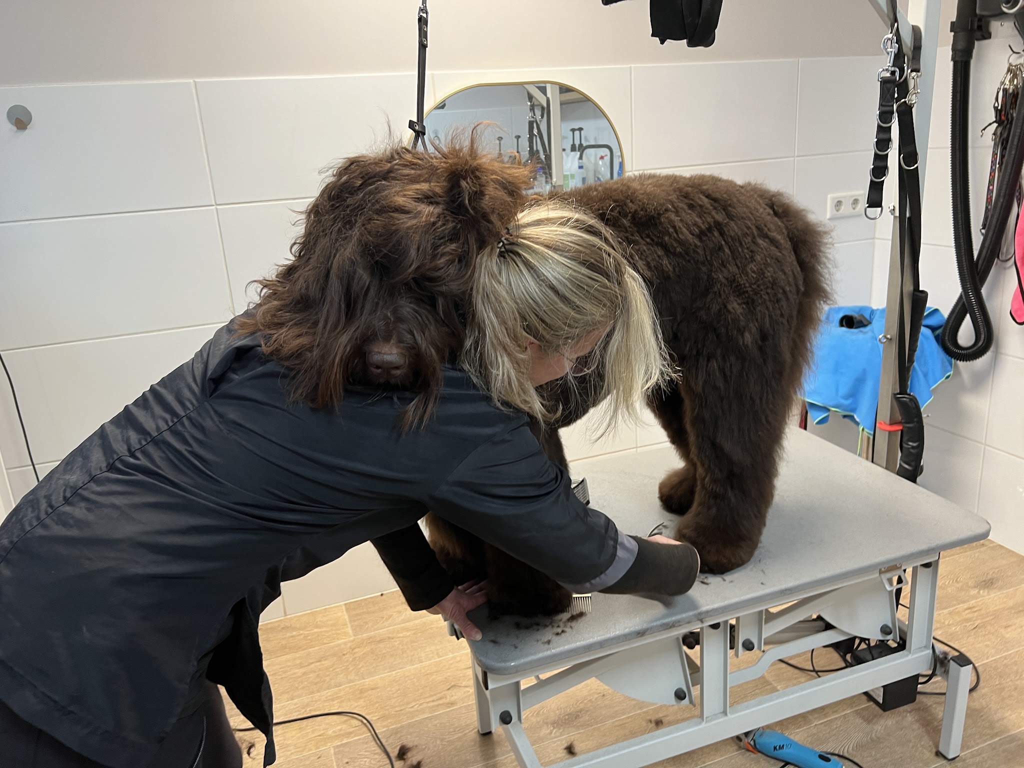 Trimster aan het werk bij een bruine labradoodle op de trimtafel