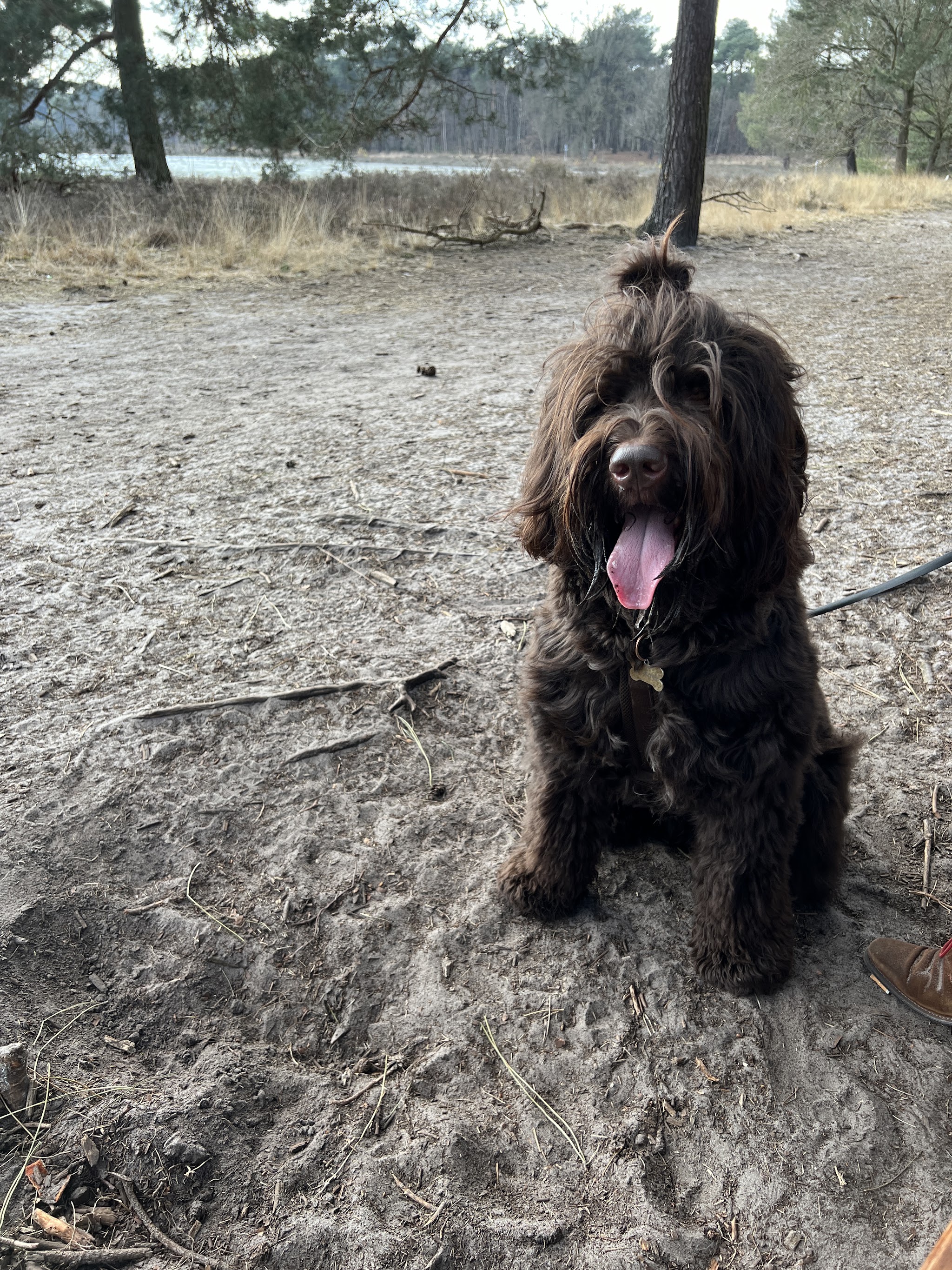 Bruine labradoodle zit op een zandpad in het bos