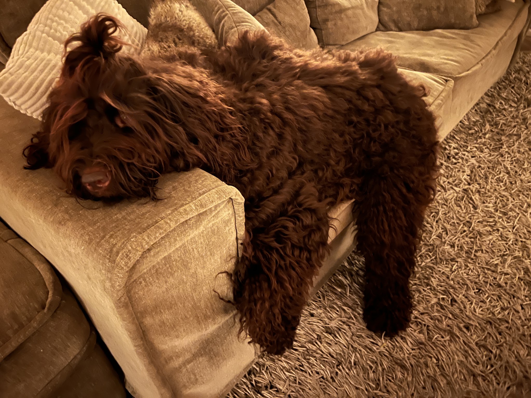 Bruine labradoodle ligt uitgeteld over de leuning van een bank