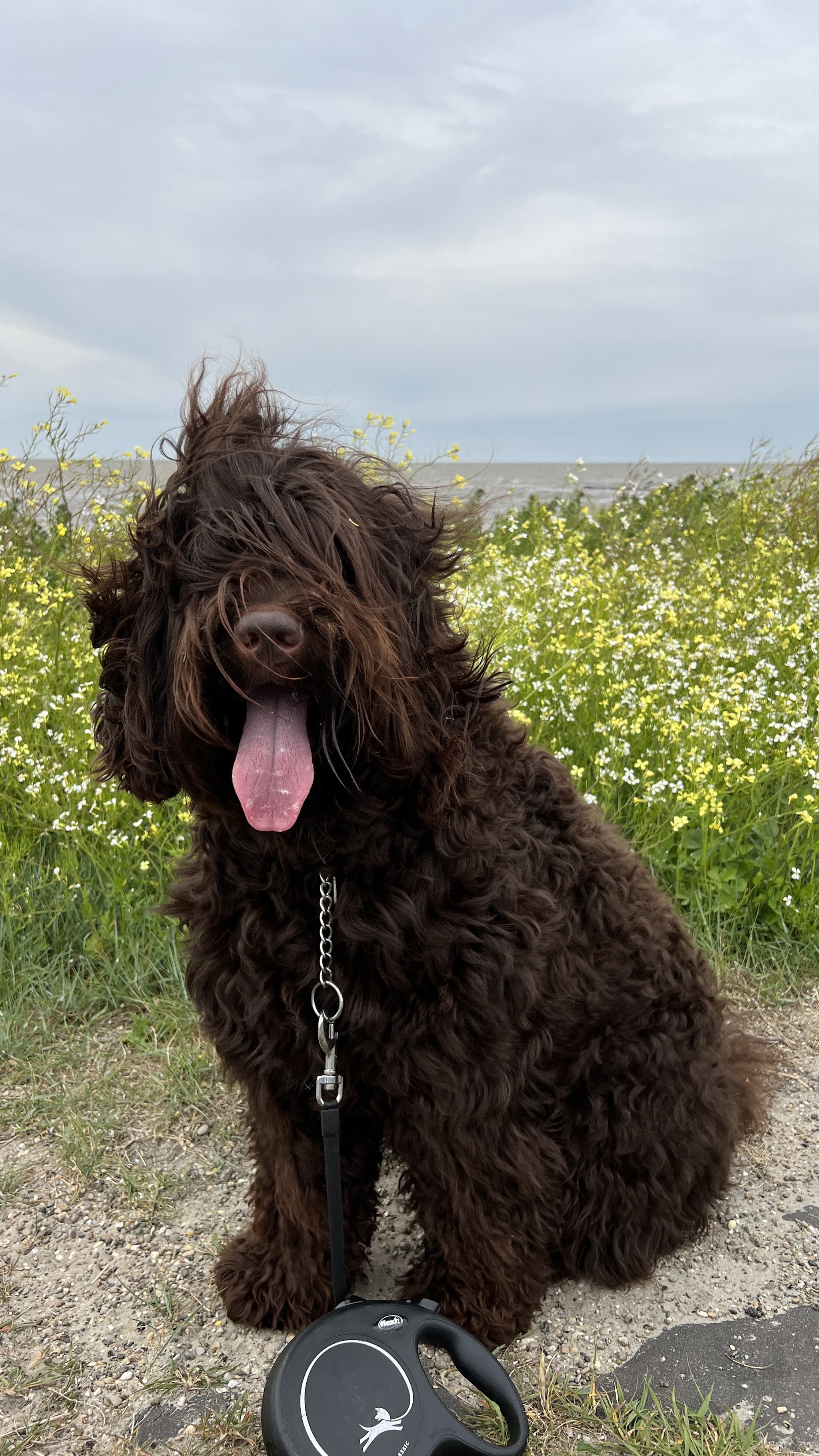 Bruine labradoodle zit in de duinen met de zee op de achtergrond