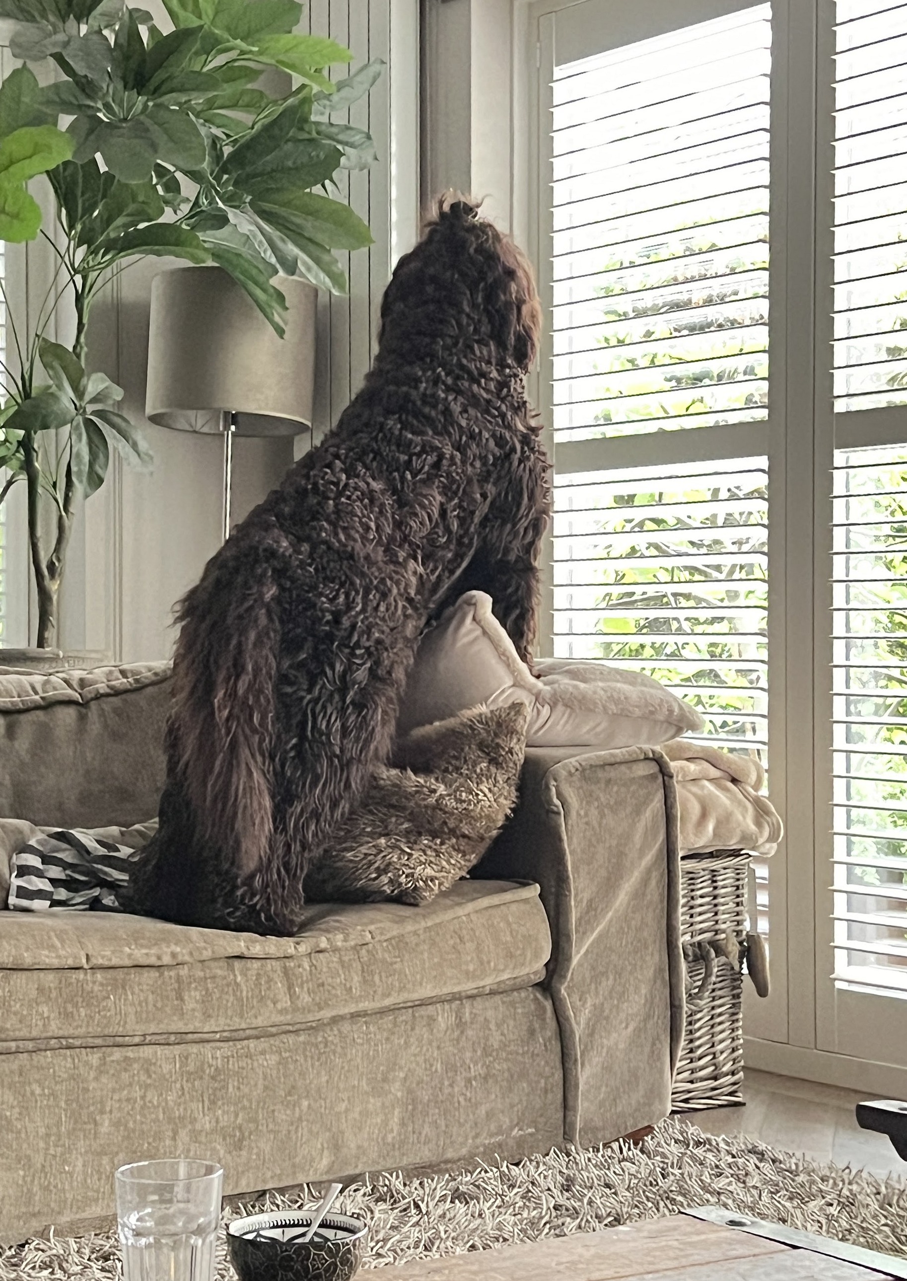Bruine labradoodle op de bank kijkt uit het raam