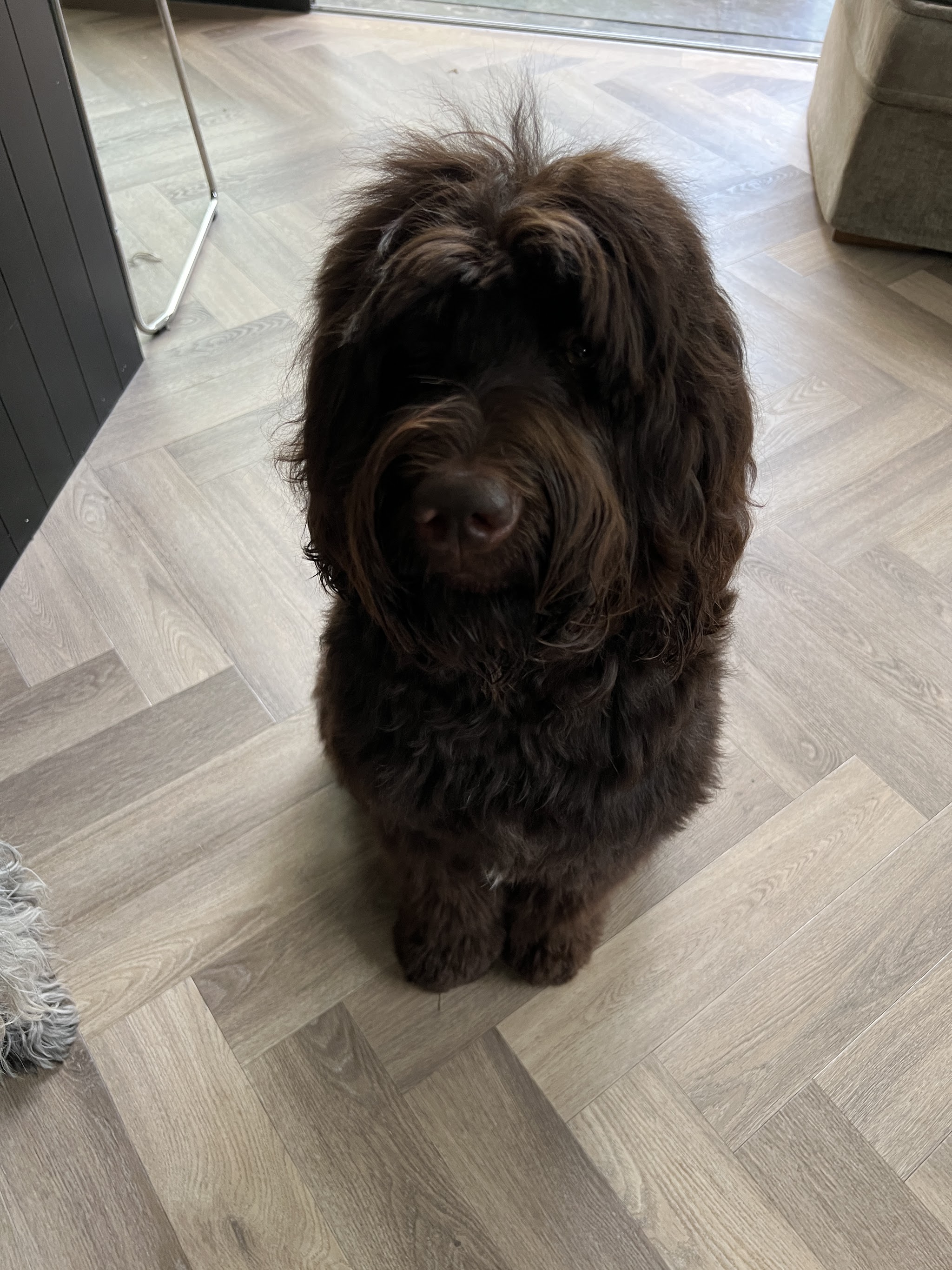 Bruine labradoodle met een lange vacht zit op een visgraatvloer